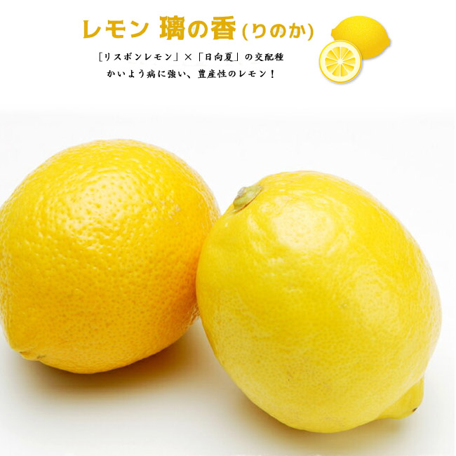 ニジブタ　　　璃の香レモン レモンの木 璃の香 (りのか) 1年生接木苗 登録品種・品種登録 : 苗木部