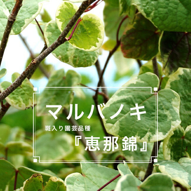 マルバノキ　恵那錦　斑入り落葉樹　苗木 sonota3_marubanoki-ena12.jpg