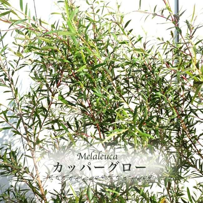 カッパーグロウ レプトスペルマム 3号ポット苗 : 苗木部 花ひろば