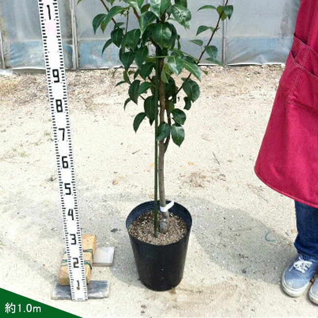 梨 苗木 豊水 3年生 接木 1m大苗 産地で剪定済 1.0m苗 : 苗木部 花