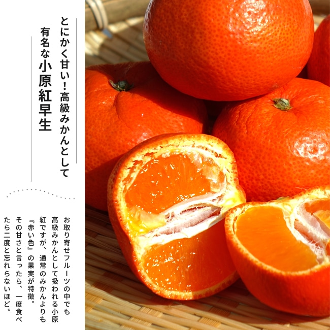 みかん 苗木 小原紅早生 1年生接木苗 登録品種・品種登録 : 苗木部 花