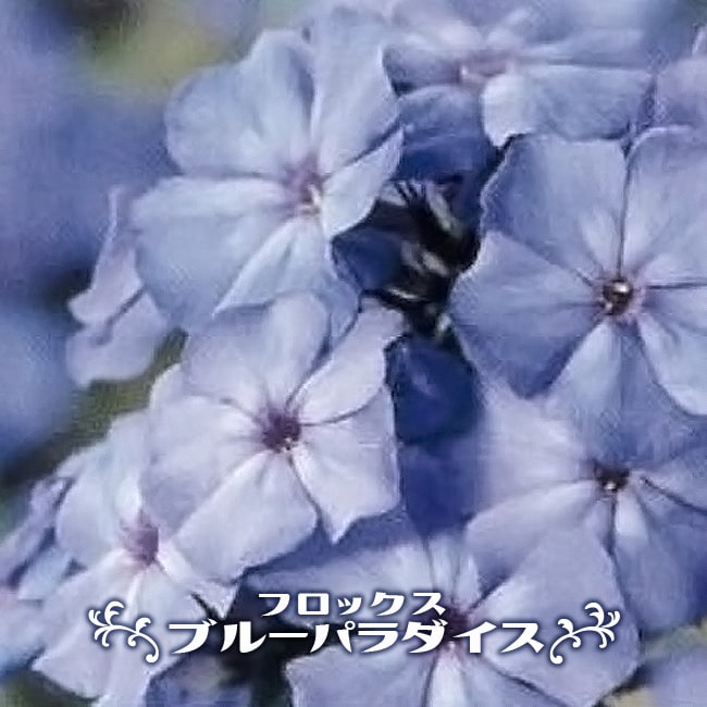 フロックス ブルーパラダイス 3号ポット苗 : 苗木部 花ひろば