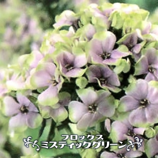 宿根フロックス ミスティックグリーン 3号ポット苗 予約販売4〜5月頃
