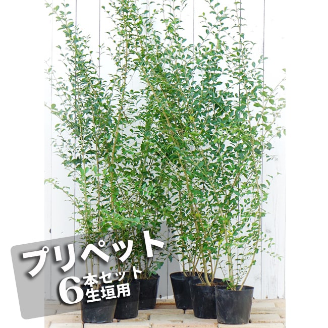 プリペット 目隠し向け 1m苗 6本セット : 苗木部 花ひろば