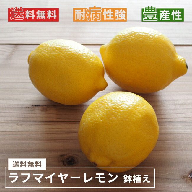 ラフマイヤー レモン 3年生接木大苗 : 苗木部 花ひろばオンライン