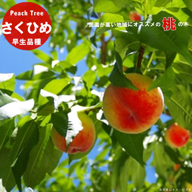 さくらじまさま専用 あすみ 3年生 苗木 登録品種 さくらじまさま専用 あすみ 3年生 苗木 登録品種 じまさん専用