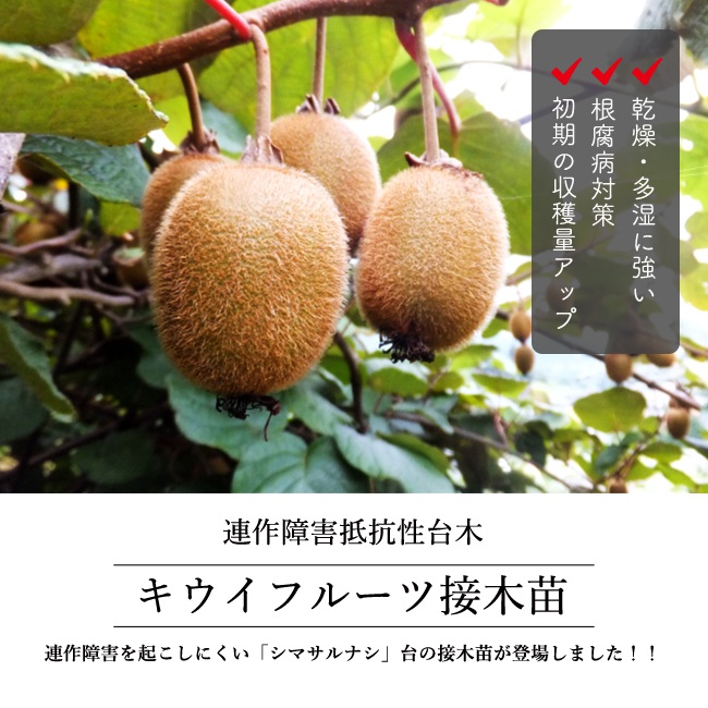キウイ 苗 トムリ 緑実キウイの受粉用オス 連作障害抵抗性台木 3年生