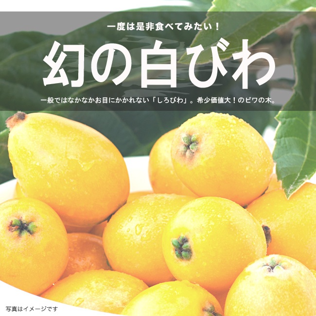 びわ 苗木 白枇杷 1年生接木苗 爆買いweek : 苗木部 花ひろば