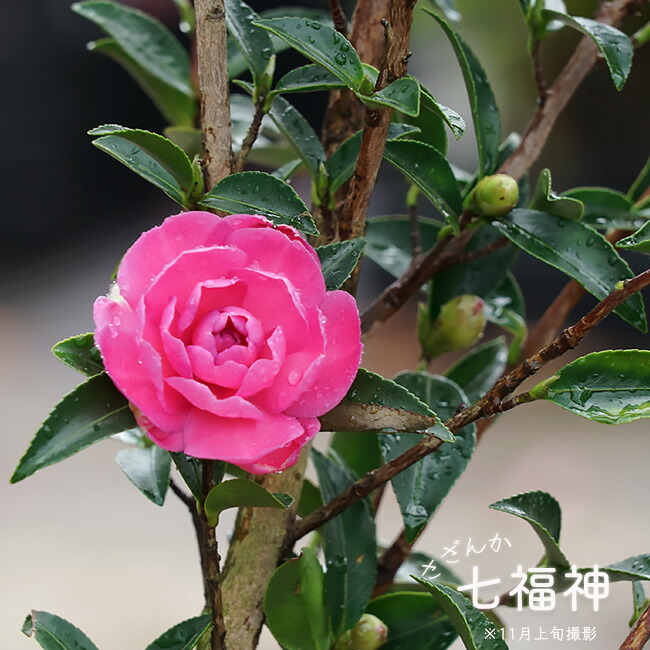 七福神 さざんか 根巻き苗 : 苗木部 花ひろばオンライン - 通販 