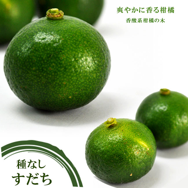 種なしすだち 2年生接木苗 : 苗木部 花ひろばオンライン - 通販