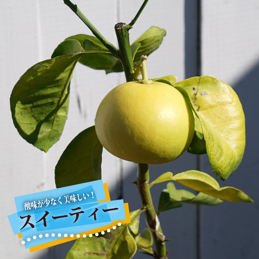 スイーティー 1年生接木苗 爆買 : 苗木部 花ひろばオンライン - 通販