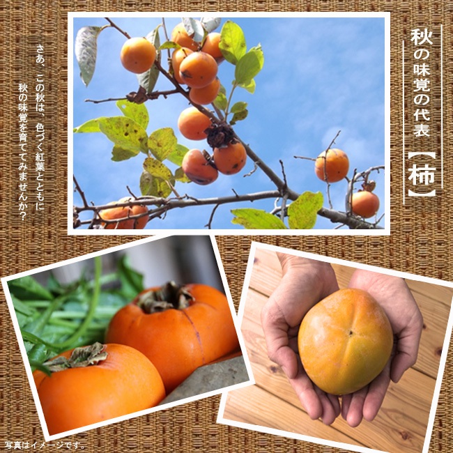 柿の苗木 太豊 完全甘柿 1年生接木苗 登録品種・品種登録 爆買いweek