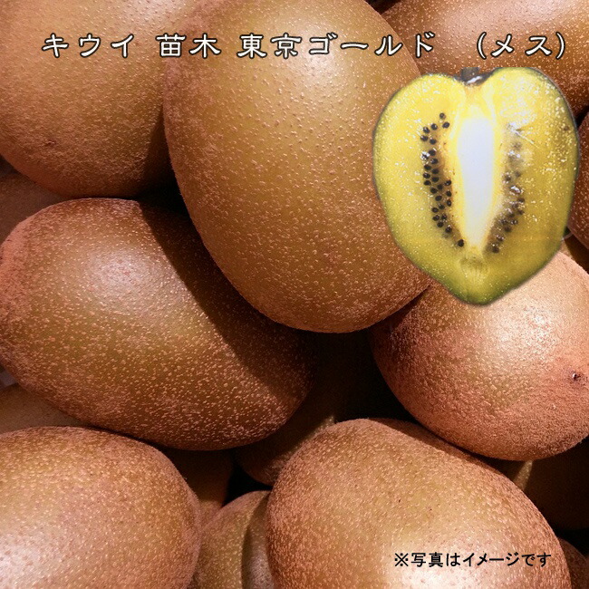 キウイ 苗 東京ゴールド 黄色系メス 3年生接木大苗 1m苗 産地で剪定済
