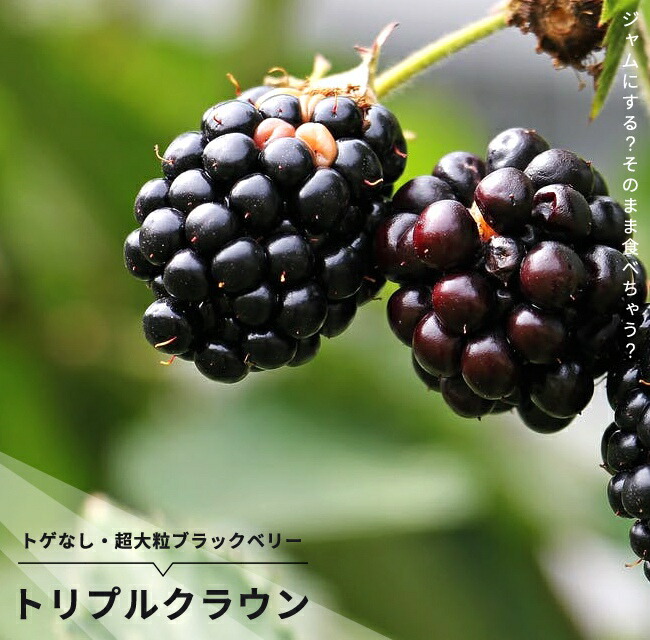トゲなし ブラックベリー トリプルクラウン 5号ポット苗 : 苗木部 花