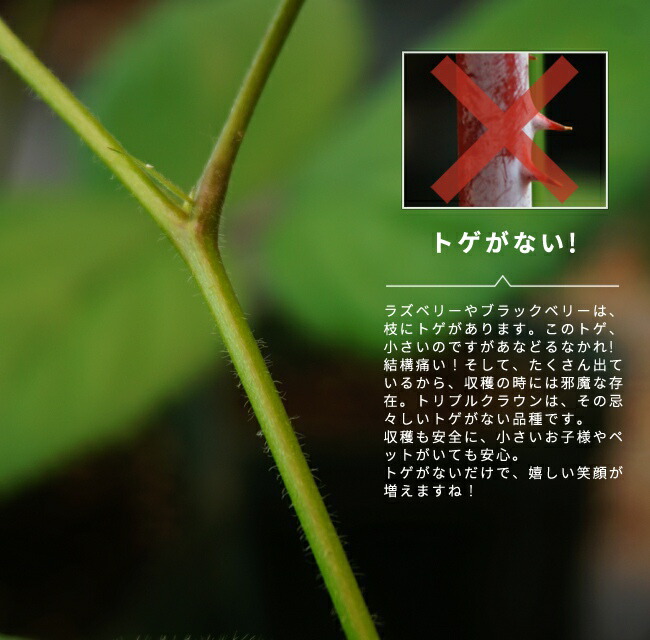 トゲなし ブラックベリー トリプルクラウン 5号ポット苗 : 苗木部 花