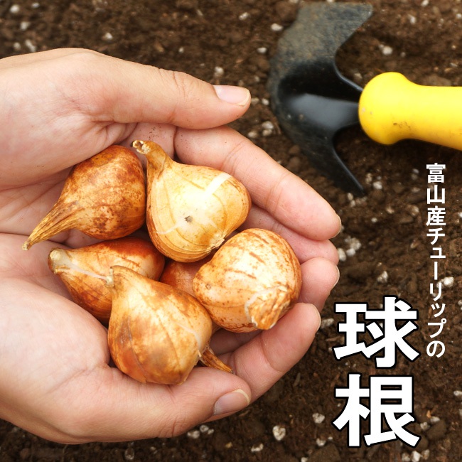 富山産チューリップ 単色咲き 混合 球根 （18球入り） （植え付け時期