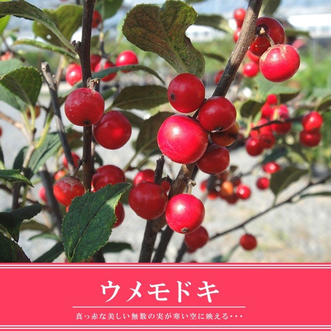 美の極み。山採りウメモドキ。 園芸ネット本店｜「花木・果樹の根巻き苗」の栽培ガイド【公式】 美の