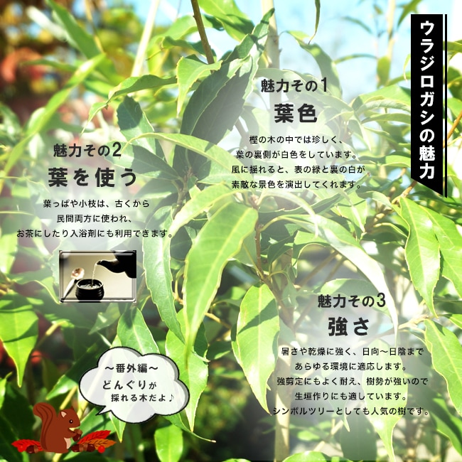 ウラジロガシ 生垣用 苗 : 苗木部 花ひろばオンライン - 通販 - Yahoo