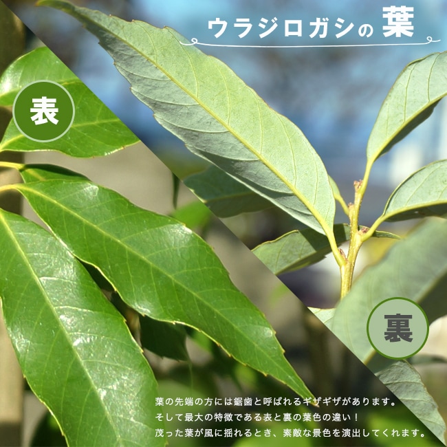 希少。ウラジロガシ 自然樹形3.4M(鉢底から)品番B 楽天市場】◇送料無料◇ ウラジロガシ 苗 【樫の木 ウラジロガシ】 3