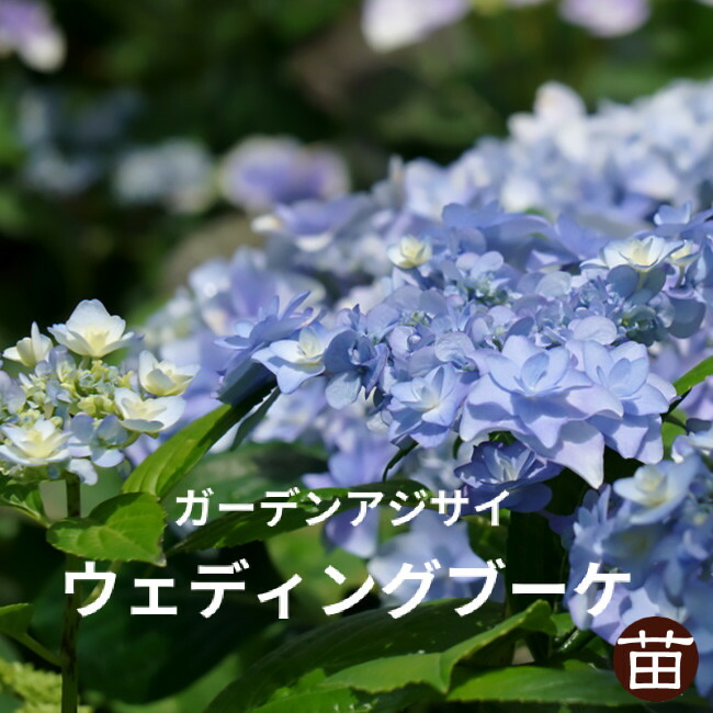 紫陽花 ガーデンアジサイ ウェディングブーケ 3.5号ポット苗 爆買い