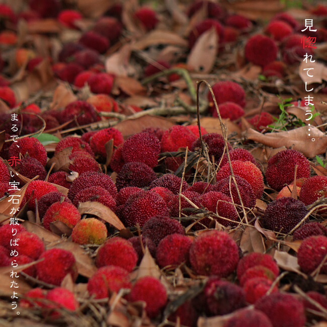 ヤマモモ 東魁 （メス） 2年生接木7号ロングスリット鉢 限定販売