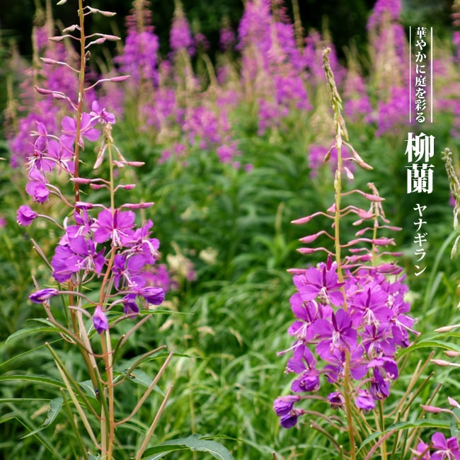 柳蘭（ヤナギラン） 3号ポット苗 : 苗木部 花ひろばオンライン - 通販