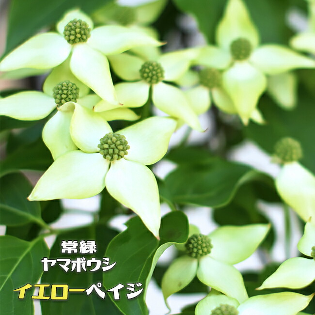 常緑ヤマボウシ イエローペイジ ポット苗 : 苗木部 花ひろばオンライン