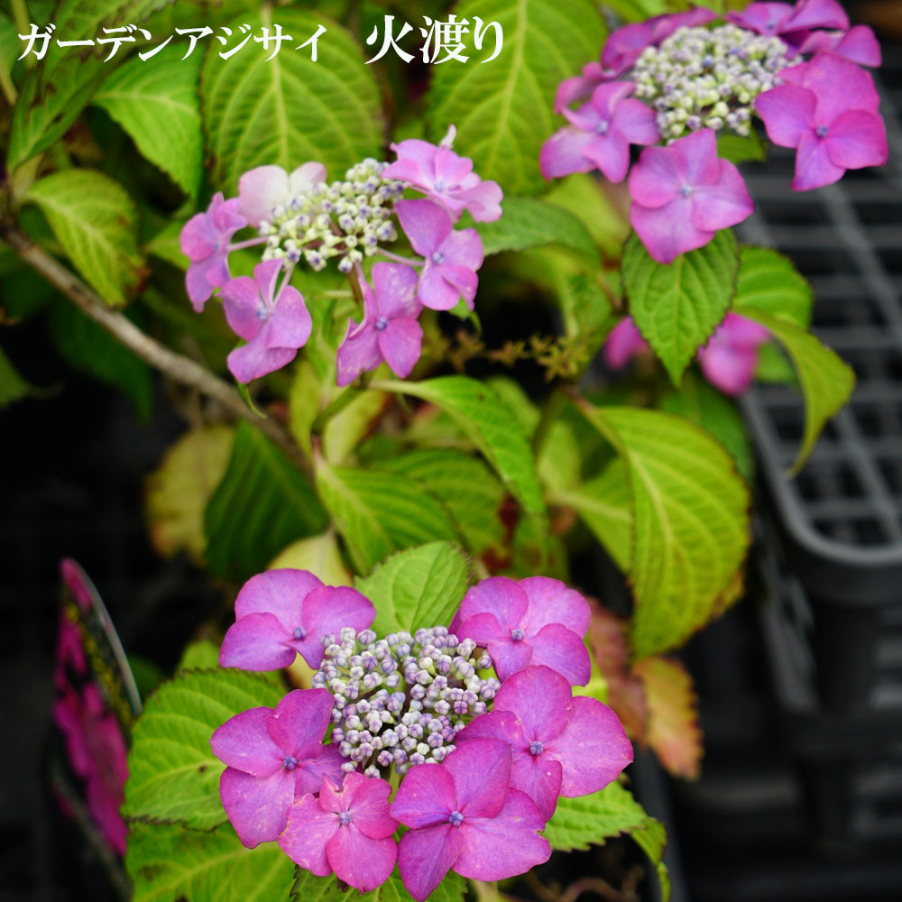 楽天市場】【現品発送814】【自然開花株】アジサイ（紫陽花