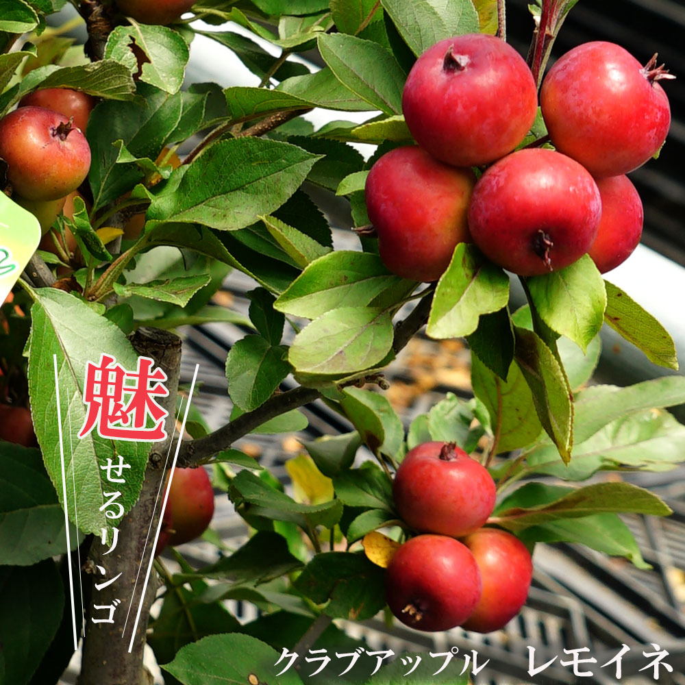 姫りんご 苗木 レモイネ 2年生接木苗 7号ロングスリット 限定販売