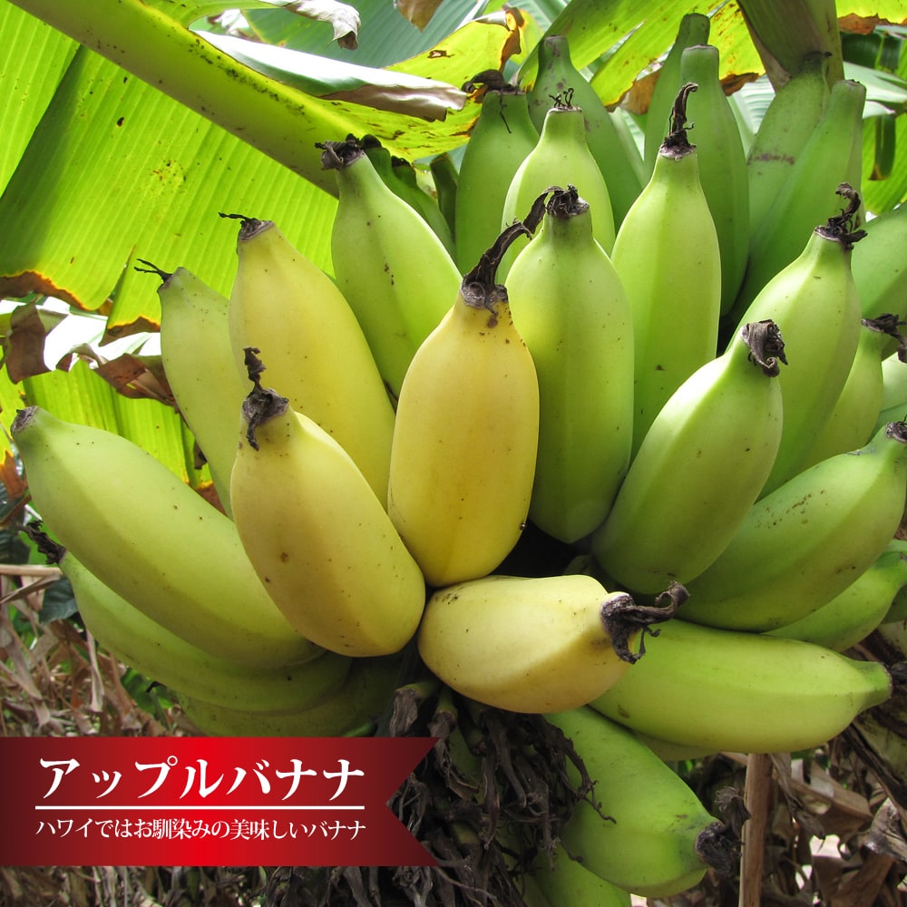 バナナの木 アップルバナナ カット特大苗 石垣島から直送 代引不可・着 