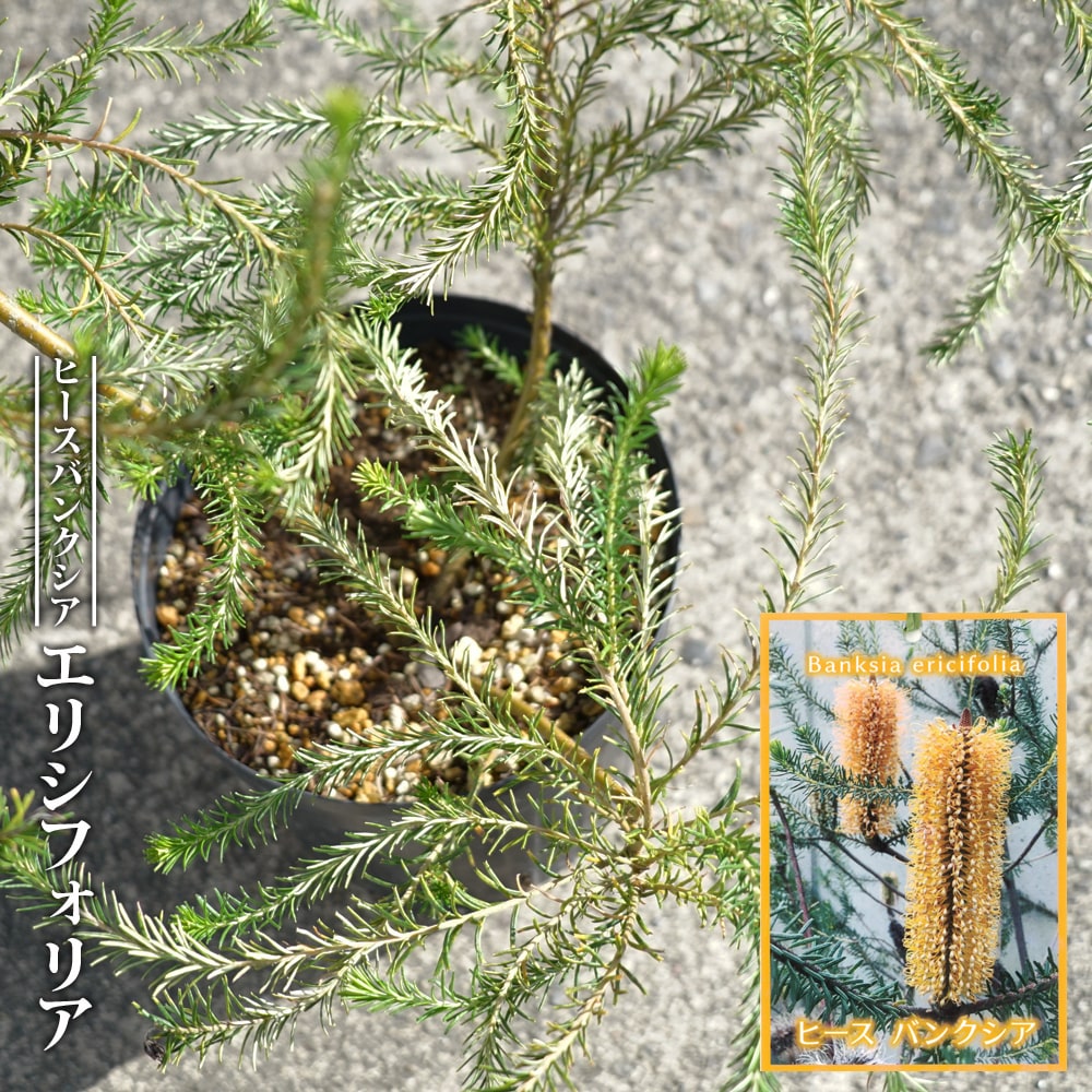 バンクシア ヒース 6号ポット苗 : niwa-banksia-ericifolia-01 : 苗木 