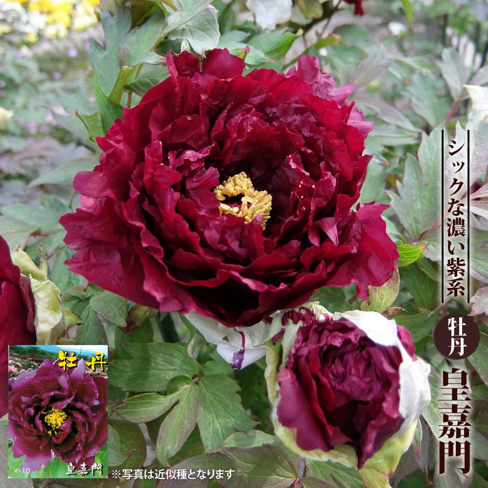 牡丹 （黒赤色） 皇嘉門（コウカモン） 2年生苗 : 苗木部 花ひろば