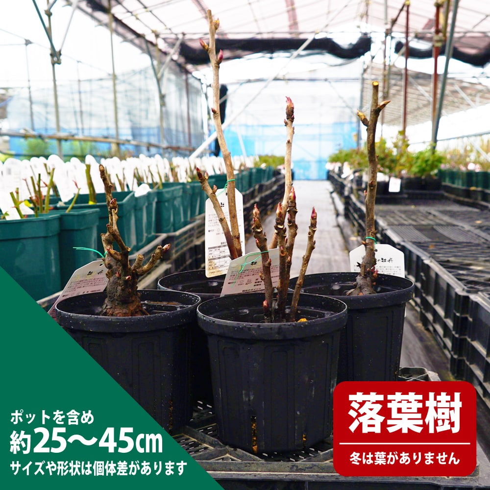 大盃 牡丹 2年生 6号スリット苗 : 苗木部 花ひろばオンライン - 通販
