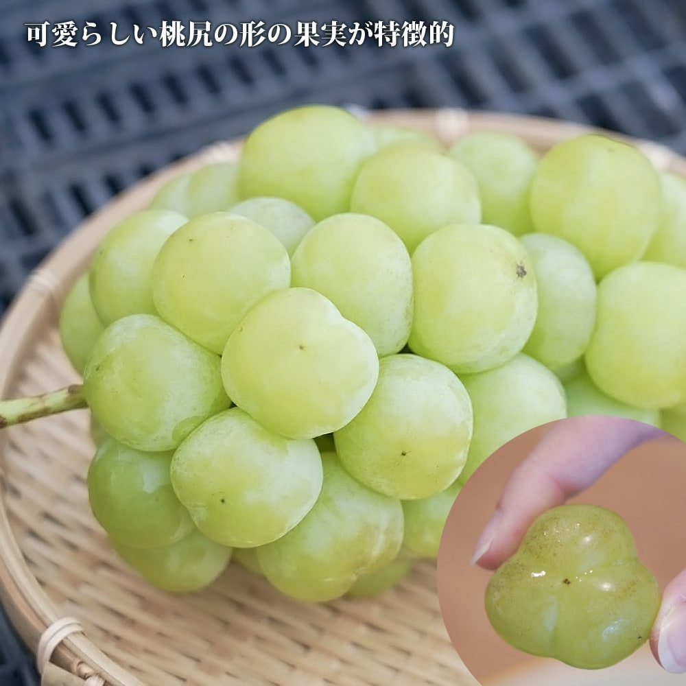 瀬戸ジャイアンツ ぶどう 1年生接木苗 ウィルスフリー : 苗木部 花