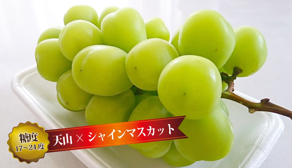 天晴 ぶどう 1年生接木苗 ウィルスフリー 登録品種・品種登録 予約販売