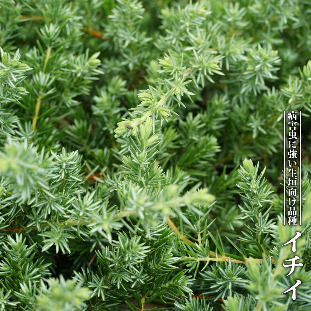 イチイ 3.5号ポット苗 里の木シリーズ : 苗木部 花ひろばオンライン