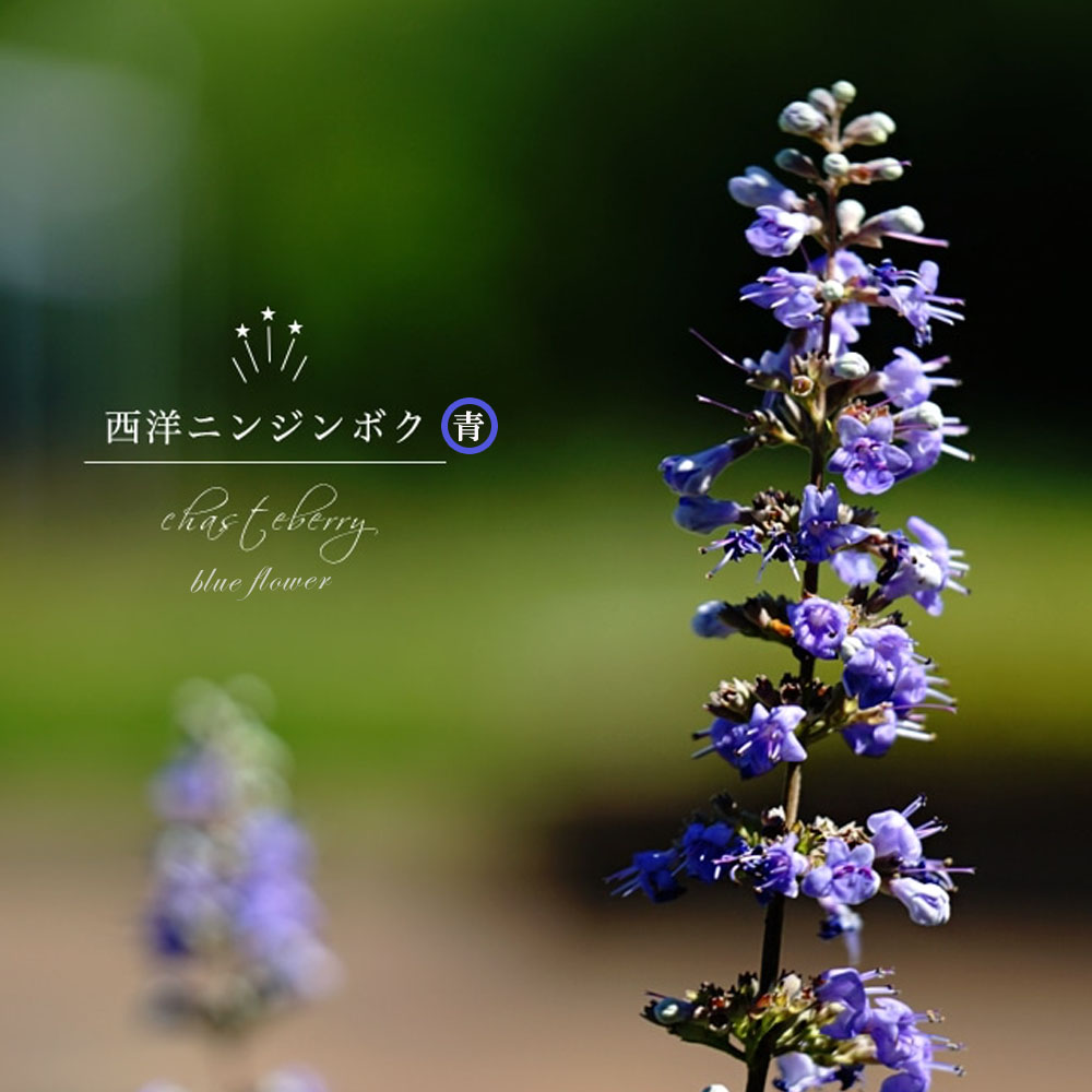 西洋ニンジンボク (チェストベリー) 青花 ポット苗 : 苗木部 花ひろば