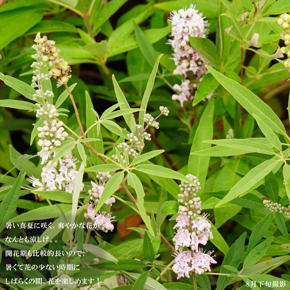 西洋ニンジンボク (チェストベリー) 桃花 ポット苗 : 苗木部 花ひろば