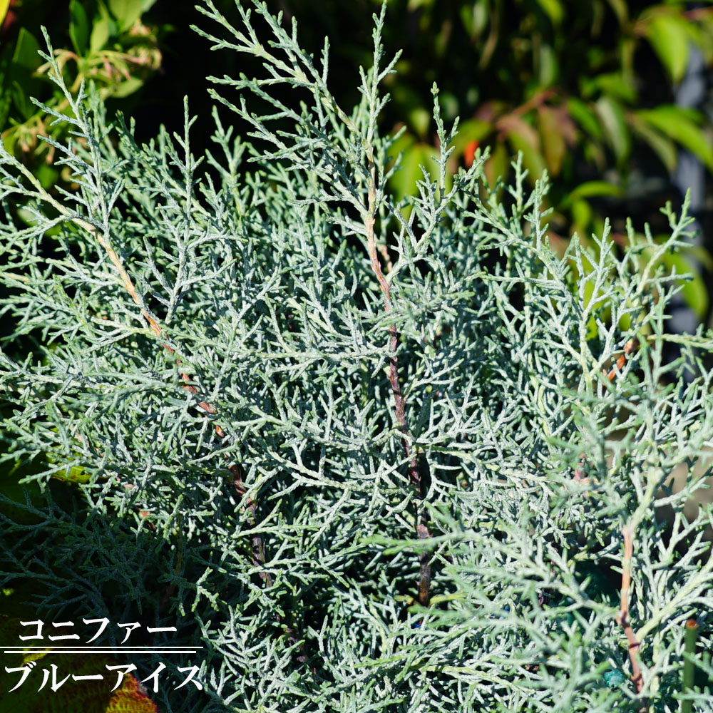 ブルーアイス コニファー 5号ポット苗 : 苗木部 花ひろばオンライン