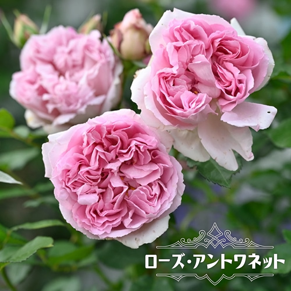 四季咲き半つるバラ ローズアントワネット 2年生大苗 登録品種 品種登録 Rose Del Roseantoinette 苗木部 花ひろばオンライン 通販 Yahoo ショッピング