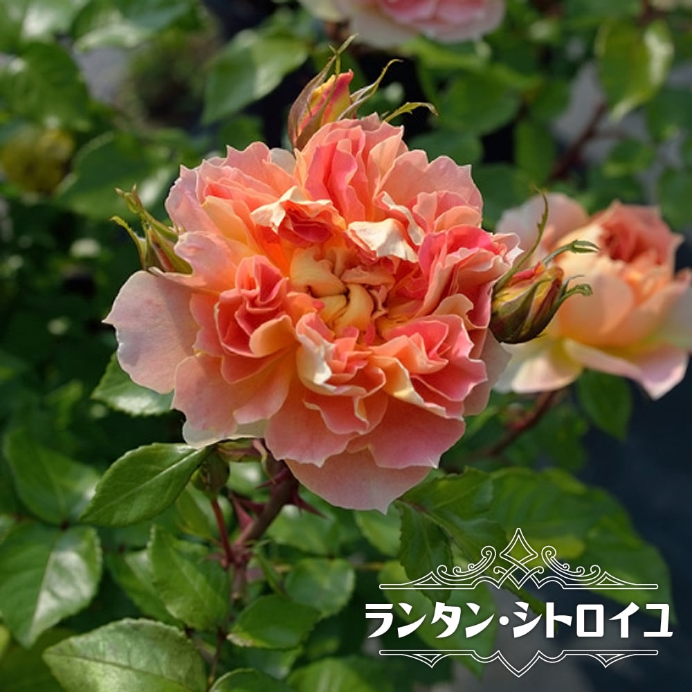 四季咲きバラ苗 ランタンシトロイユ 2年生大苗大苗 予約販売12月〜翌年
