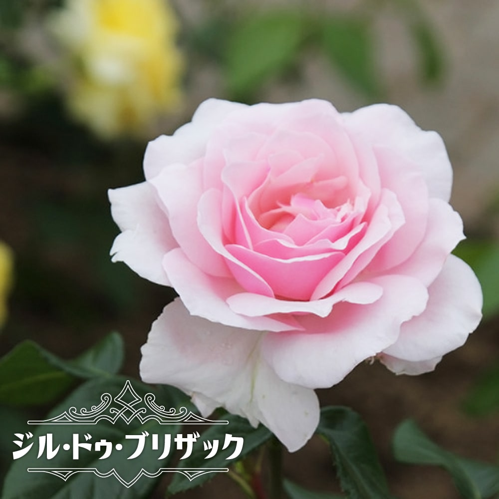 バラ苗木 1803さま専用 おまとめ2点 （おススメ特集,四季咲き