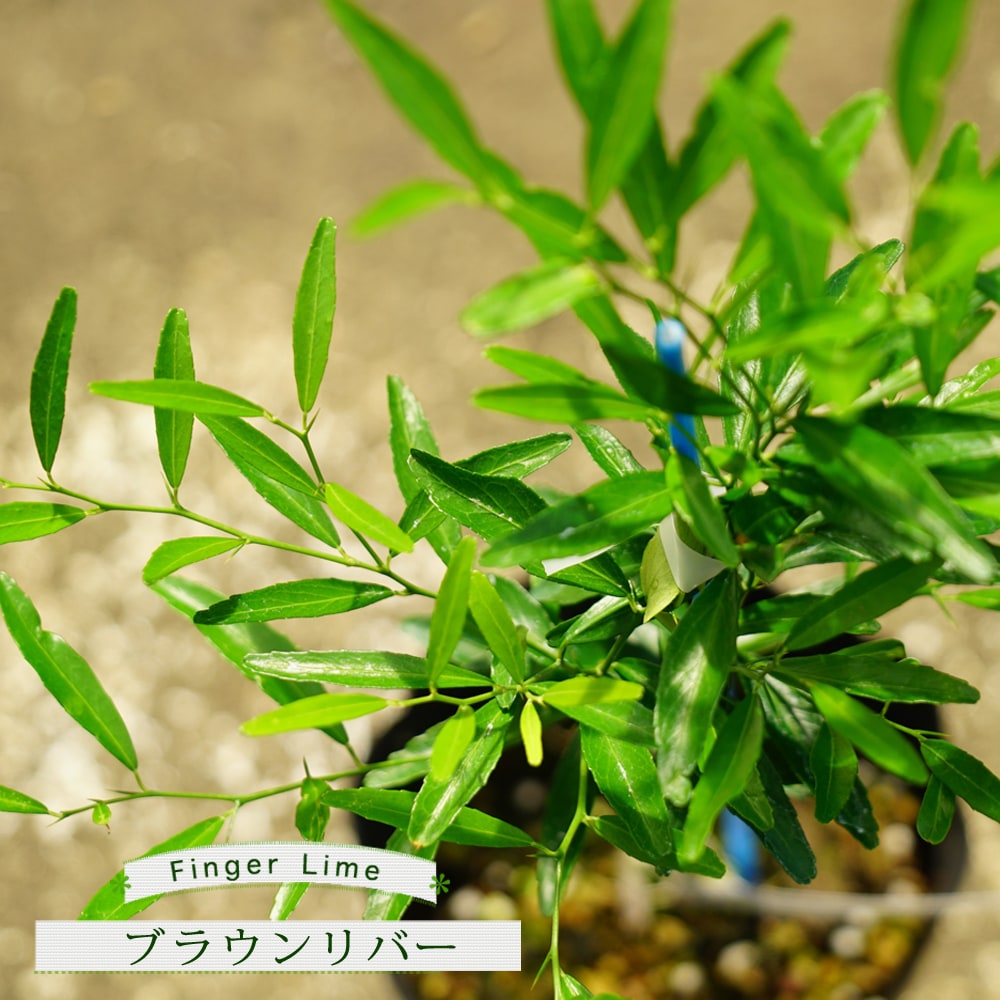 フィンガーライム 苗 ブラウンリバー 果肉：黄緑 1年生 接木苗 : 苗木