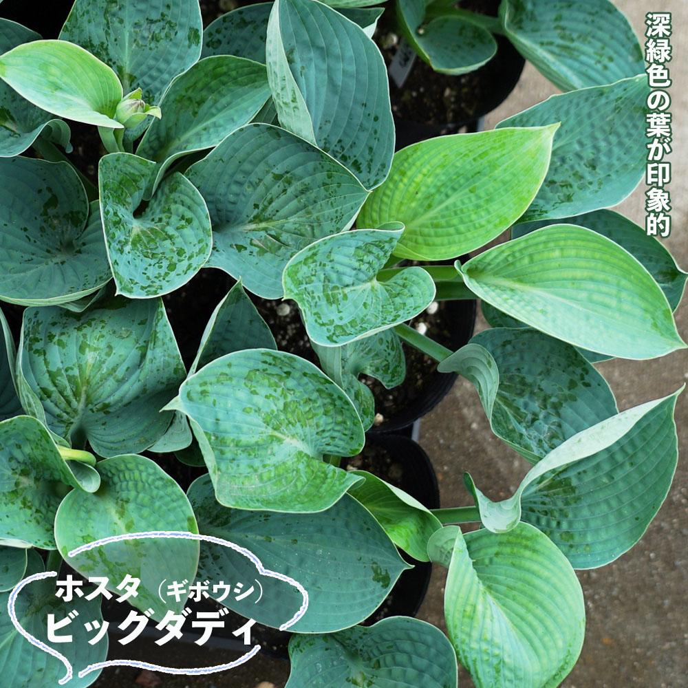 ビッグダディ ギボウシ ホスタ 6号ポット苗 : 苗木部 花ひろば