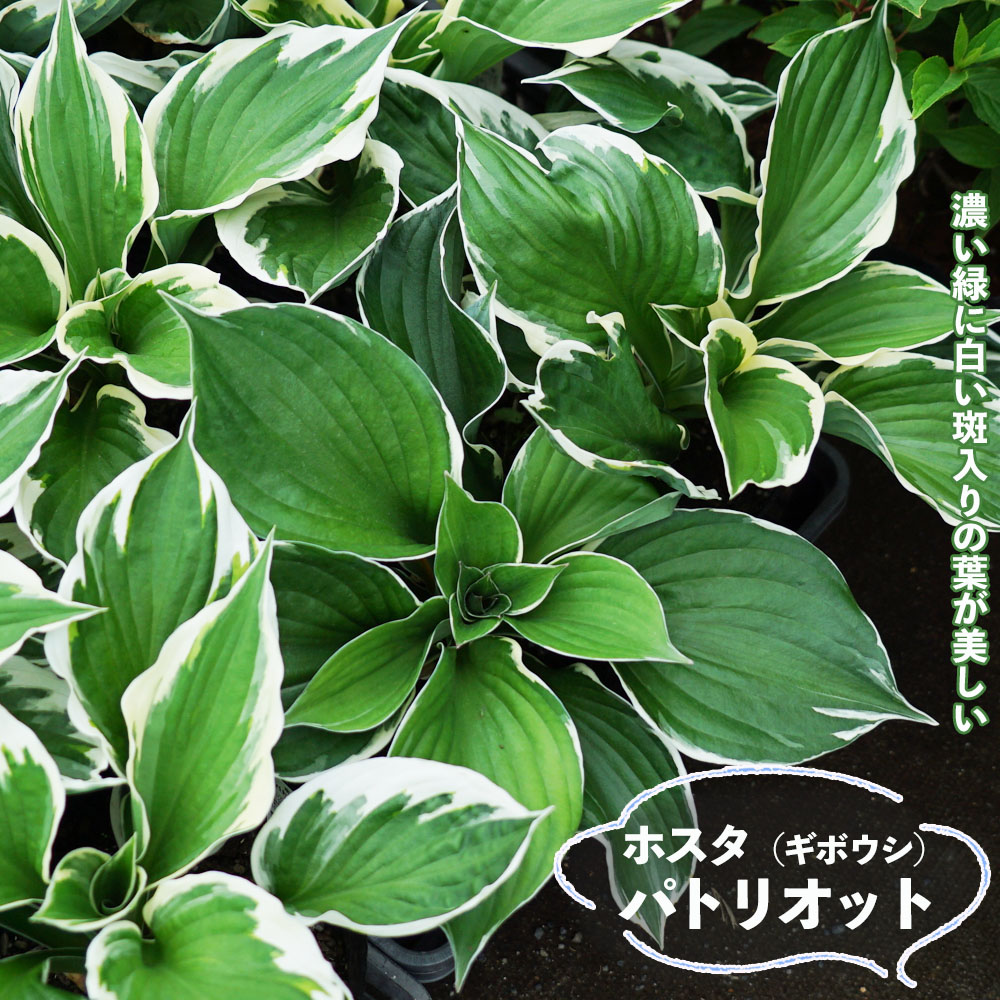 パトリオット ギボウシ ホスタ 6号ポット苗 : 苗木部 花ひろば