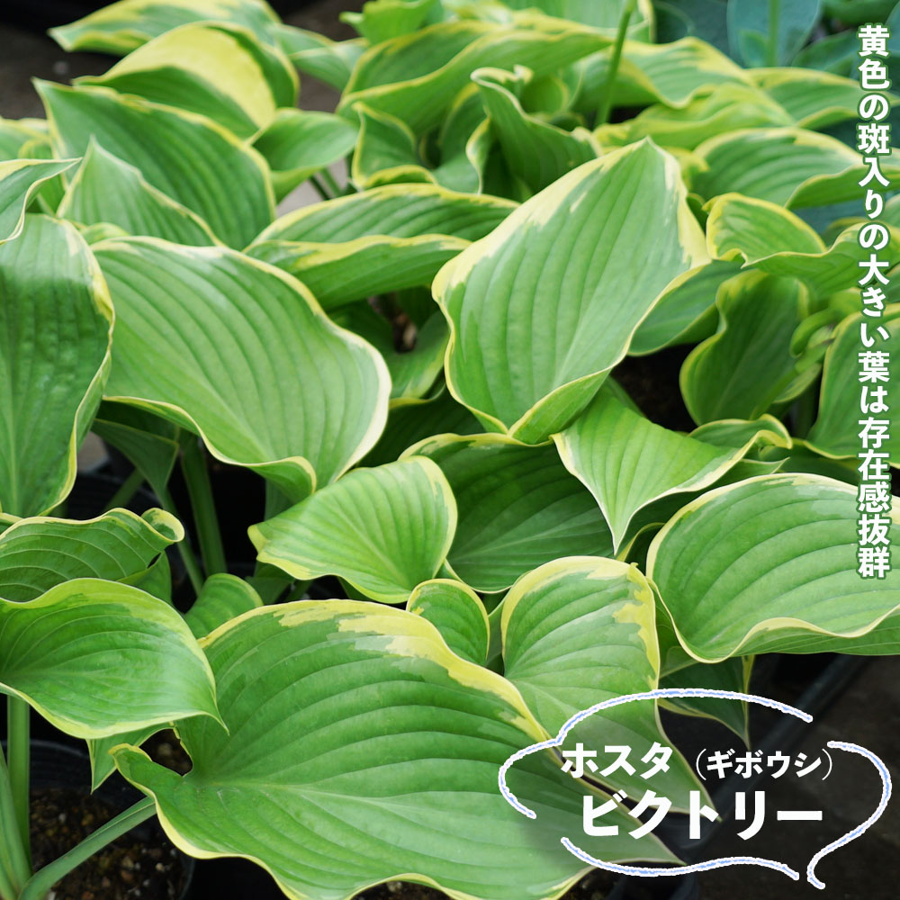 葉菜 鉢植え 波状の葉（洗わなくていい野菜】ナスタチウム | 葉