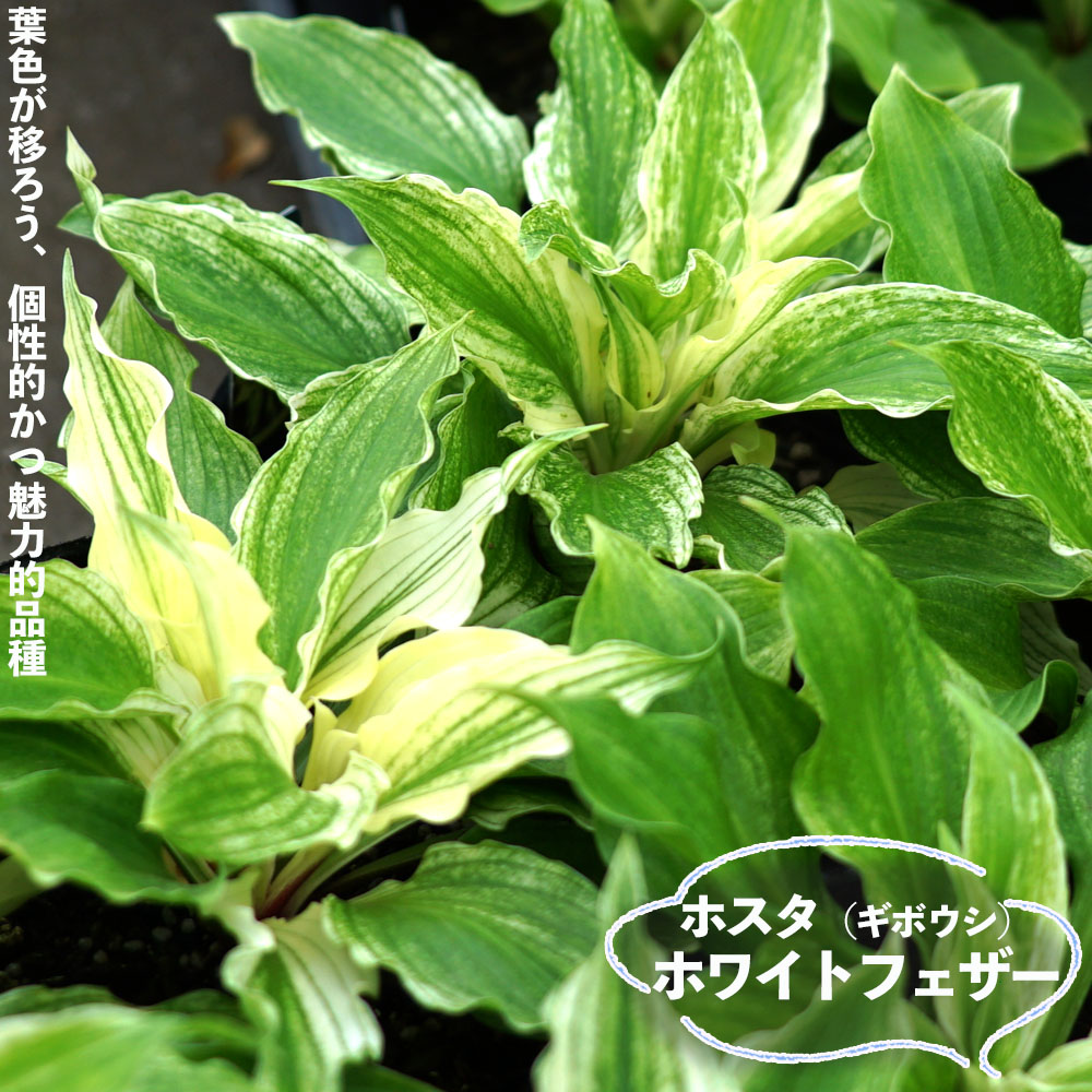 ホワイトフェザー ギボウシ ホスタ 6号ポット大苗 : 苗木部 花