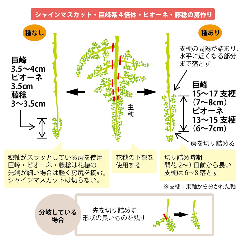 天山 青ぶどう 3年生接木1.1m大苗 ウィルスフリー 産地で剪定済 1.1m苗