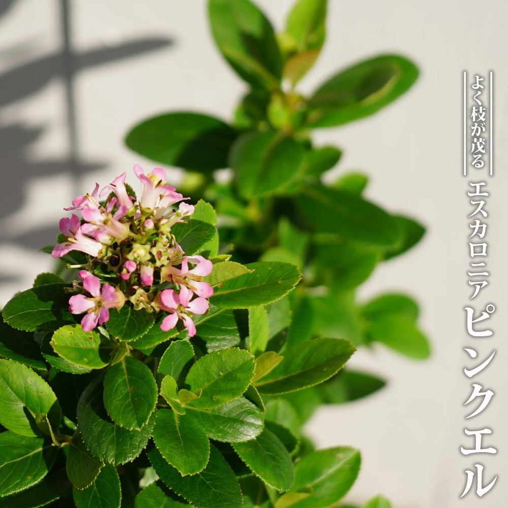 コンロンカピンク　苗 桃色コンロンカの種苗