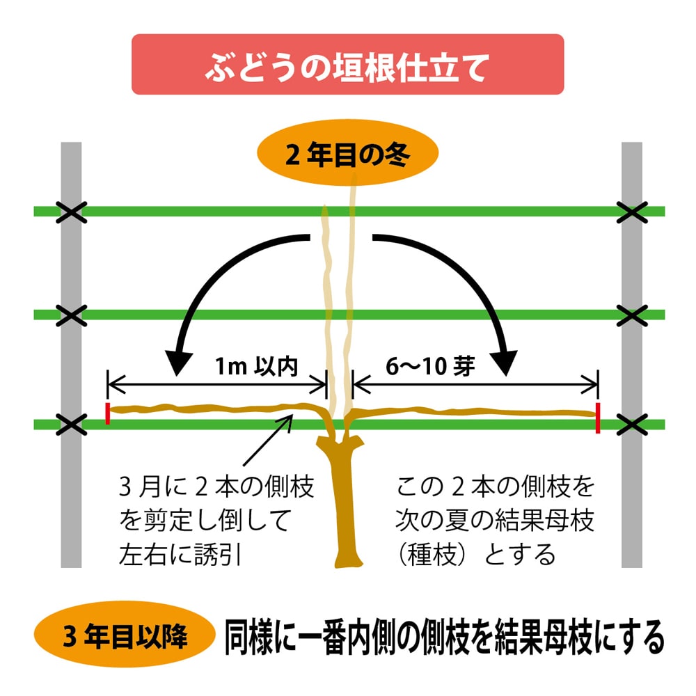 ゴルビー 超大粒赤ぶどう 1年生接木苗 ウィルスフリー 予約販売12月〜翌年1月中に順次入荷。 :budou-gorubi-:苗木部  花ひろばオンライン - 通販 - Yahoo!ショッピング